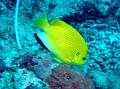 SIMILAN nov  2008 .PHOTO PHILIPPE (39)